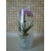 Мини орхидея фиолетово-белая
